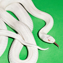 Load image into Gallery viewer, Deftones - Private Music