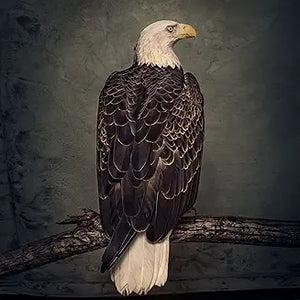 Clutch - Book Of Bad Decisions