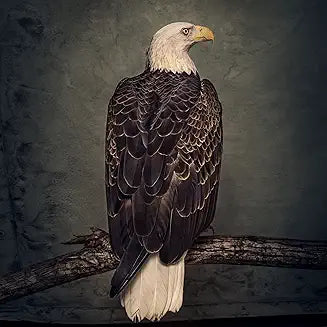 Clutch - Book Of Bad Decisions