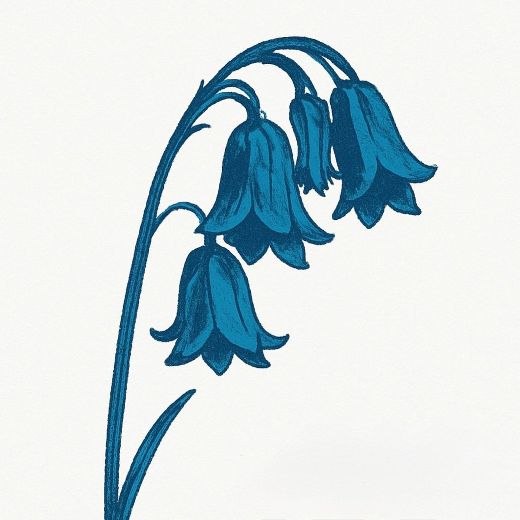 Bluebells, The - This Is The Bluebells