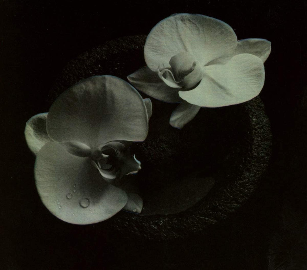Mike Patton & Jean-Claude Vannier - Corpse Flower